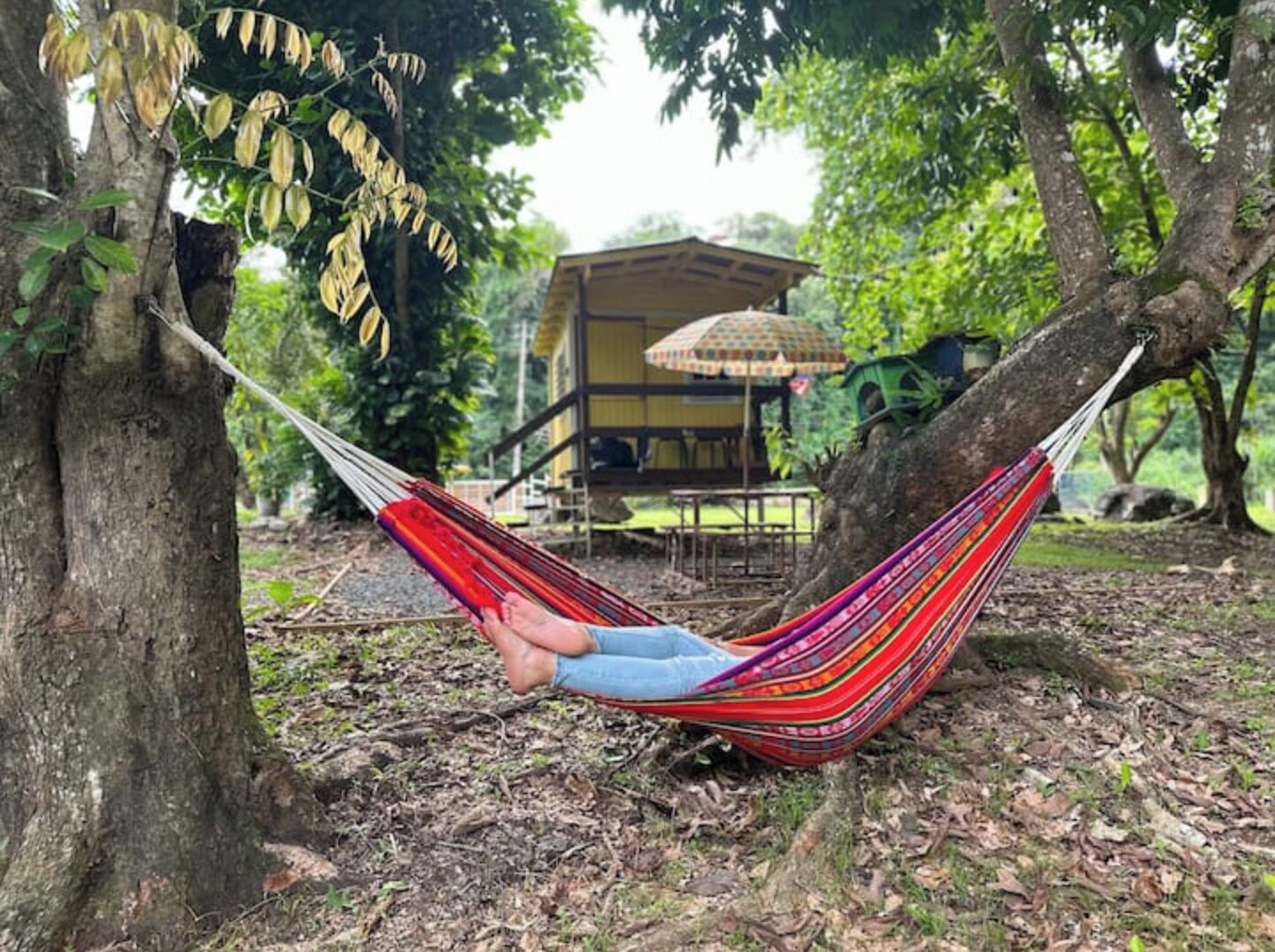 The Casita Amarilla del Yunque photo 5